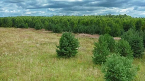 Post Bloom Serenity, Dry Meadow Grass, Spruce and Wildflower Whispers. Aerial Stock Footage 257770035