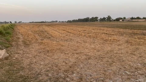 Post harvest crop field with stubble in rural countryside Video stock 336040975