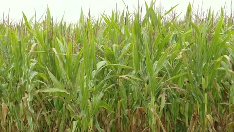 Post-harvest remnants of silage corn on the field. Stock-Footage 164508408