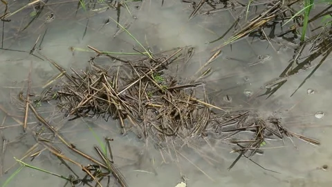 Post-harvest rice field Stock-Footage 330677625