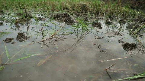 Post-harvest rice field Stock-Footage 330677626