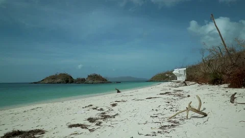 Post Hurricane Irma 2017 devastation, Trunk Beach, St John Video stock 81066544