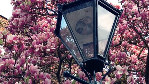 Post lantern with magnolia pink tree background 스톡 동영상 151721313