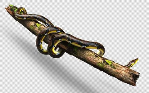 A Post of Malayopython reticulatus snake, python species with clipping path. 스톡 사진