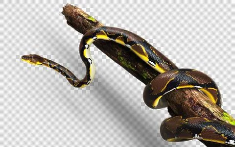 A Post of Malayopython reticulatus snake, python species. 스톡 사진