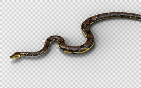 A Post of Malayopython reticulatus snake, python species. 스톡 사진