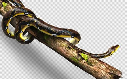 A Post of Malayopython reticulatus snake, python species. Foto stock