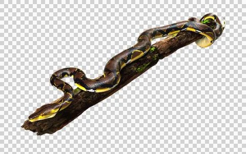 A Post of Malayopython reticulatus snake, python species. Stock-Fotos