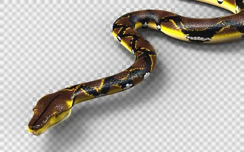 A Post of Malayopython reticulatus snake, python species. Stockfoto's