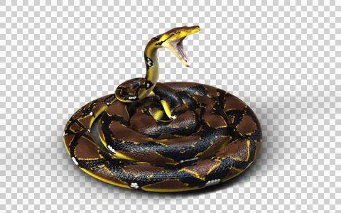 A Post of Malayopython reticulatus snake, python species. Stock-Fotos