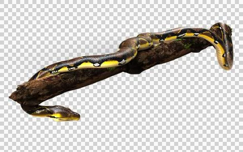 A Post of Malayopython reticulatus snake, python species. 写真素材