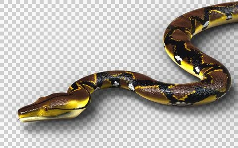A Post of Malayopython reticulatus snake, python species. 스톡 사진