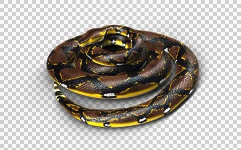 A Post of Malayopython reticulatus snake, python species. Stockfoto's