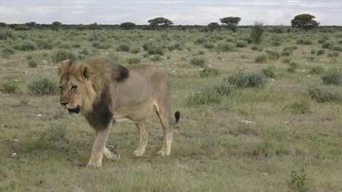 Post pass‑by hold; lion continues beyond frame — Part 9 (end‑beat) Stock Footage 320354467