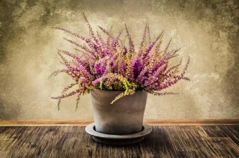 Post-process painting of nice heather flower in pot Stock Photos