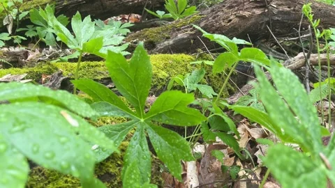 Post rain mayapple patch with mossy logs in forest Stock Footage 239670474
