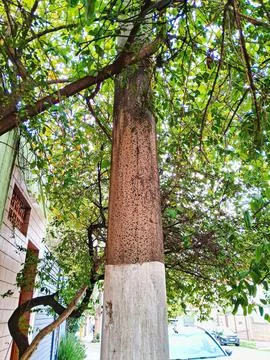 Post on the sidewalk between trees. Stock Photos