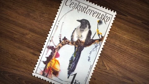 A post stamp printed in Czechoslovakia shows a Black-billed magpie bird Stock Footage 135174445