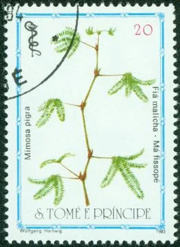 Post stamp printed in S.Tome e Principe shows mimosa pigra, circa 1983 Stock Photos