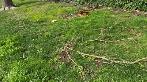 Post-Storm Aftermath with Fallen Tree Branches Stock Footage 266840859