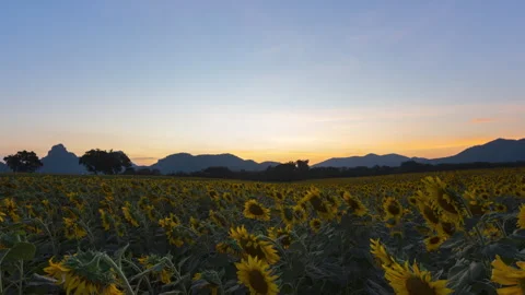 Post-Sunset Timelapse Over a Sunflower Field in Thailand Video stock 312321126