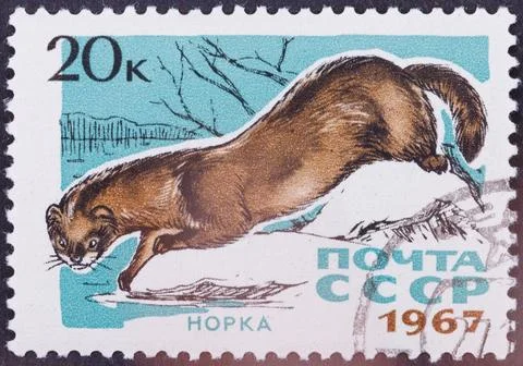 Postage stamp featuring mink, denomination 20K, USSR, 1967 Stock Photos