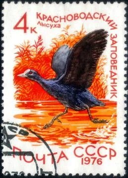 Postage stamp with the image of Eurasian Coot, Fulica atra. From the series.. Stock Photos