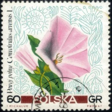 Postage stamp with the image of Field Bindweed, Convolvulus arvensis. From .. Stock Photos