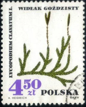Postage stamp with the image of Ground pine, Lycopodium clavatum. From the .. Stock Photos