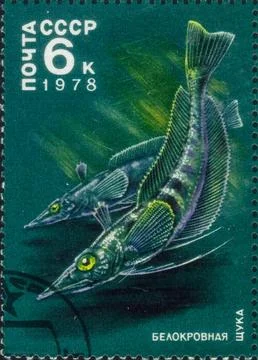 Postage stamp with the image of White-blooded pike, Channichthys sp. From t.. Stock Photos