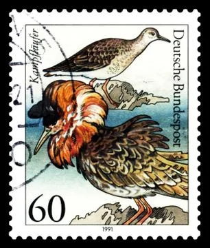 Postage stamp. Philomachus aggressive. Foto stock
