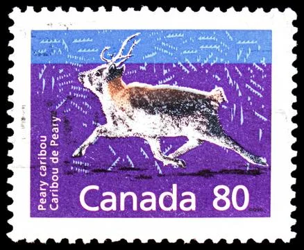 Postage stamp printed in Canada shows Peary Caribou (Rangifer tarandus pear.. Fotos Stock