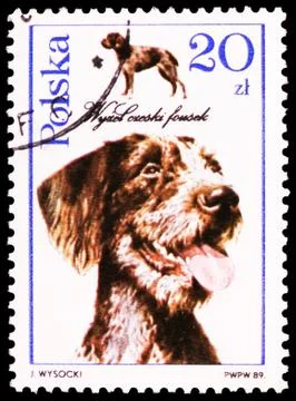 Postage stamp printed in Poland shows Czeski Fousek (Canis lupus familiaris), Stock Photos