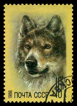 Postage stamp. Wolf. Stock Photos