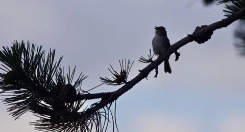 Postcard with a cute bird singing while sitting Foto stock