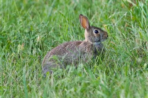 Postcard with a cute rabbit sitting in the grass Stock Photos