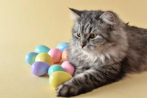 A postcard with an Easter cat. copy space Stock Photos