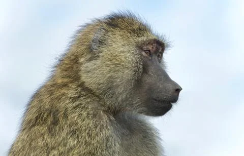 Postcard with a funny baboon looking aside Stock Photos