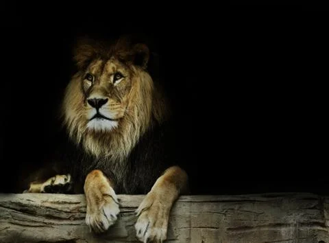 Postcard with lion Stock Photos