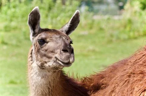 Postcard with a llama looking at camera in a field Stock Photos