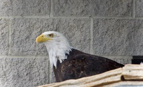 Postcard with a north American eagle looking aside Stock Photos