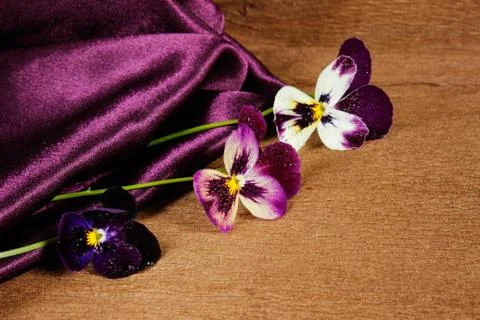 Postcard from pansies Stock Photos
