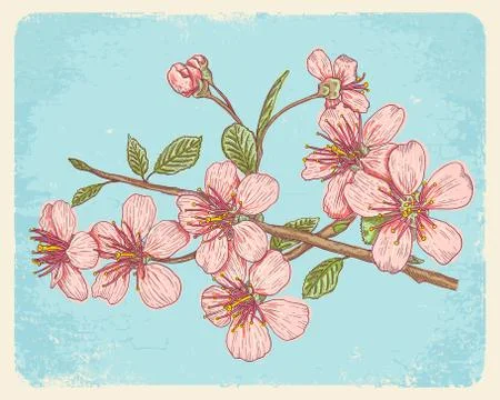 Postcard with sakura Illustrazione stock