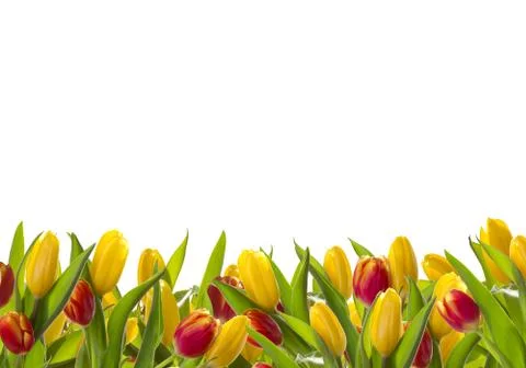Postcard with spring tulips Stock Photos