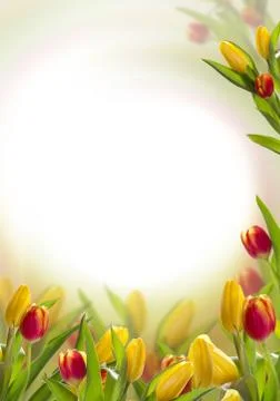 Postcard with spring tulips Foto stock