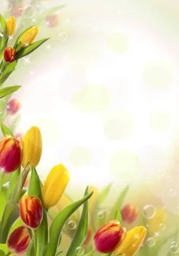Postcard with spring tulips Stock Photos
