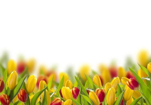 Postcard with spring tulips Stock Photos