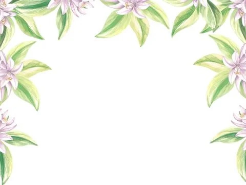Postcard template, frame of leaves and flowers of oranges on white background Stock Illustration