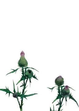 Postcard template Stock Illustration