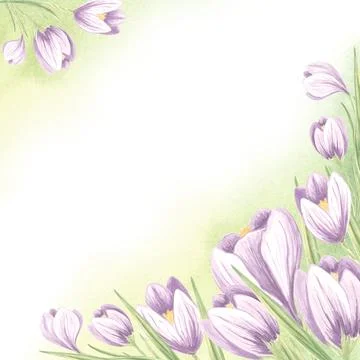 Postcard template with violet crocuses and green watercolor stain. Spring summer Stock Illustration